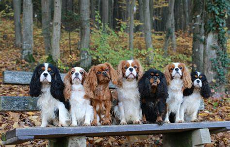 Kavalír King Charles Spaniel na prechádzke