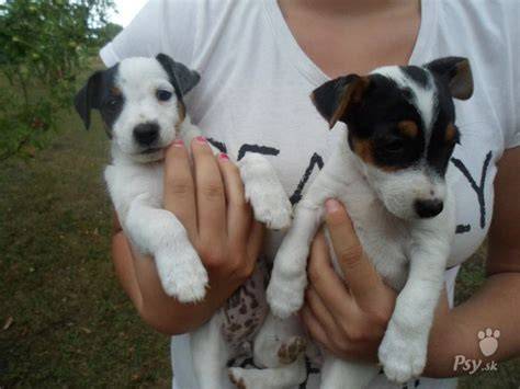 Šteniatka Jack Russell teriéra pri prvom socializačnom kontakte