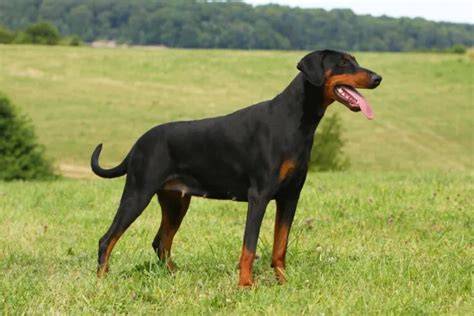 doberman a čierny labrador na lúke