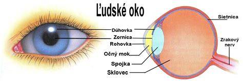 Porovnanie štruktúr oka psa a človeka: rohovka, šošovka, sietnica, tapetum lucidum, zorné pole, centrálne videnie