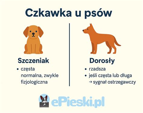 Infografika: typy čínskej keramickej sochy psa, materiály a obdobia