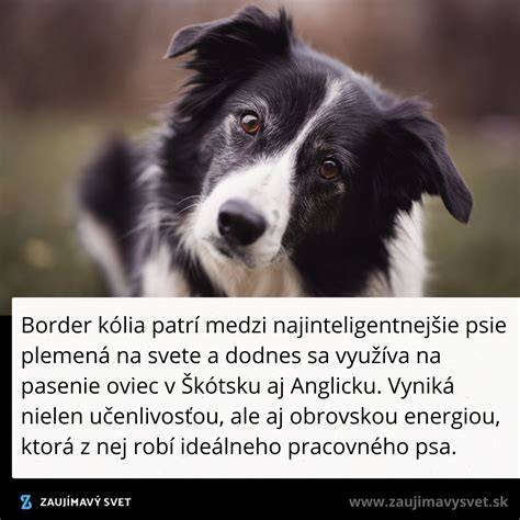 Infografika: Výživa a starostlivosť o srsť Border kólie