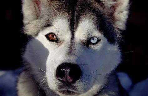 Sibírsky husky - foto zobrazuje krásu a výraz plemena