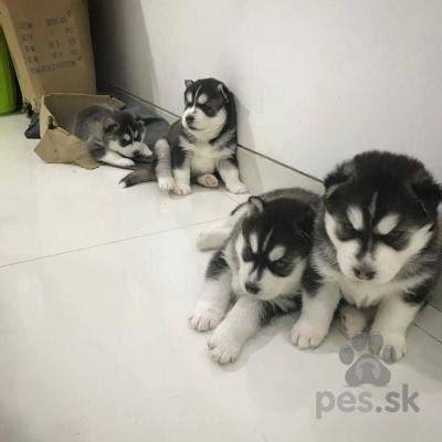 Šteniatko sibírskeho huskyho so sociálnym kontaktom