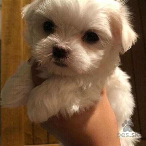 Hrajúce sa maltézske šteniatka