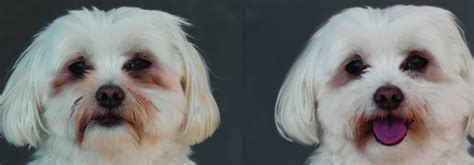 Detail tváre maltézskeho psíka s výraznými očami a nosom