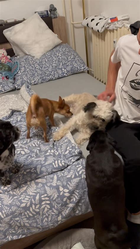 Rodina maltézskych psíkov