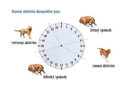 Infografika: denný režim aktívneho psa vyžla