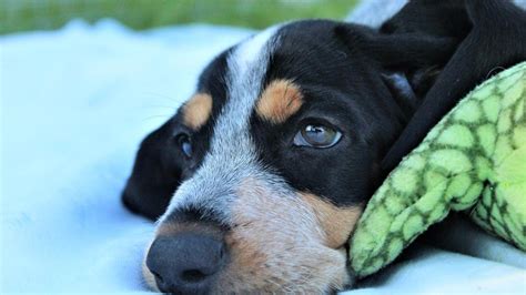 Šteniatka rôznych plemien