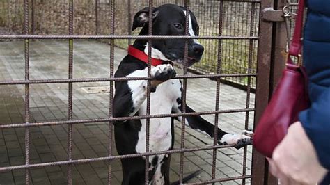 Ilustračná fotka psa v útulku