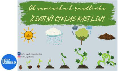 Infografika: životný cyklus zubného povlaku od plaku po kameň
