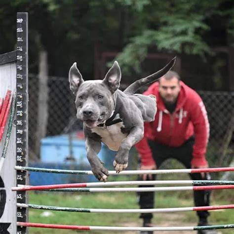 Bull športy a skok do výšky u stafbulov