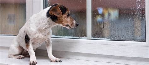 Pes prejavujúci úzkosť