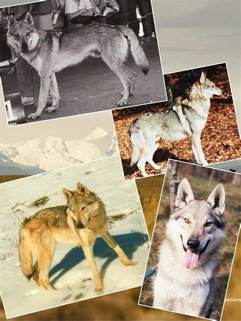 Obraz laboratories a plemena: silueta československého vlčiaka v teréne