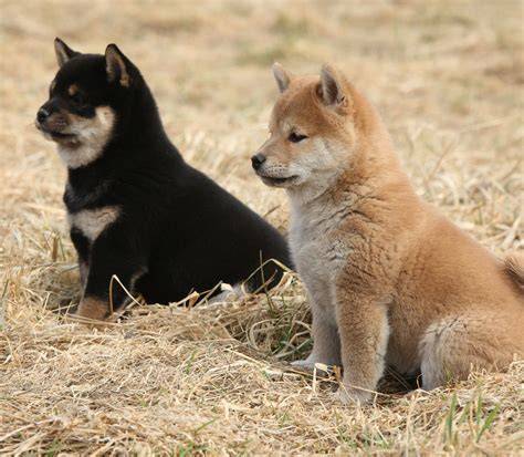 Shiba Inu: vzhľad a farebné varianty