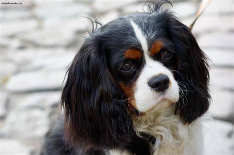 Cavalier King Charles Španiel foto