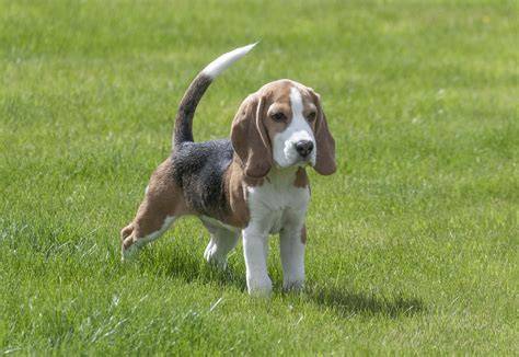 Beagle foto
