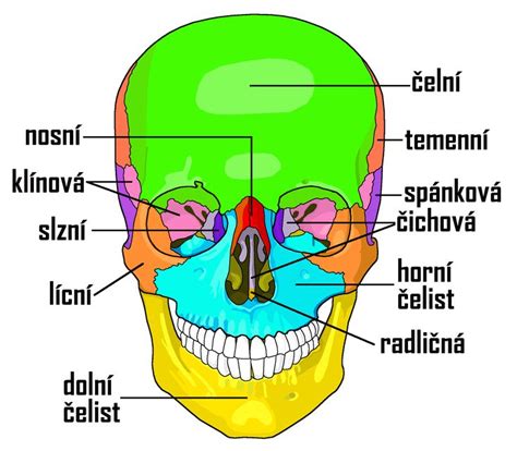 Schéma anatomickej stavby psa s vyznačenými bežnými zdravotnými problémami