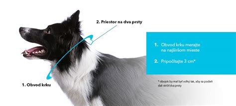 Infografika: Ako correctly merať obvod krku psa a výber dĺžky obojka