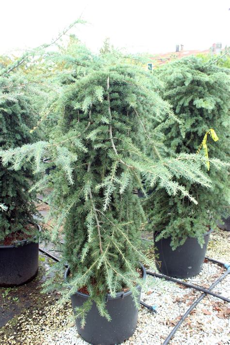 Himalájsky céder so striebornými ihlicami