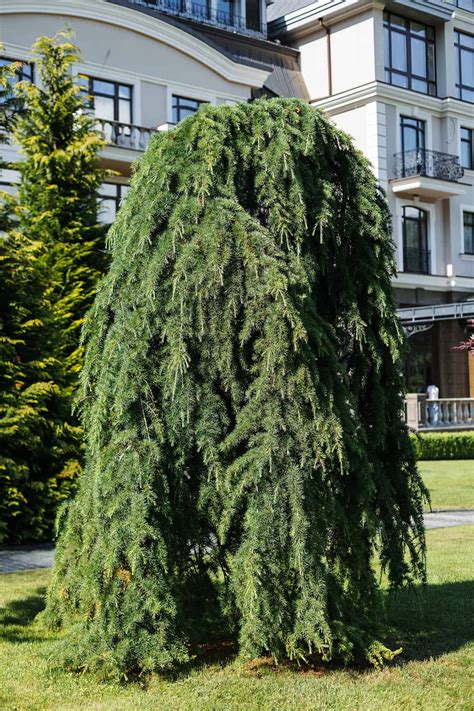 Himalájsky céder ako solitér v záhrade