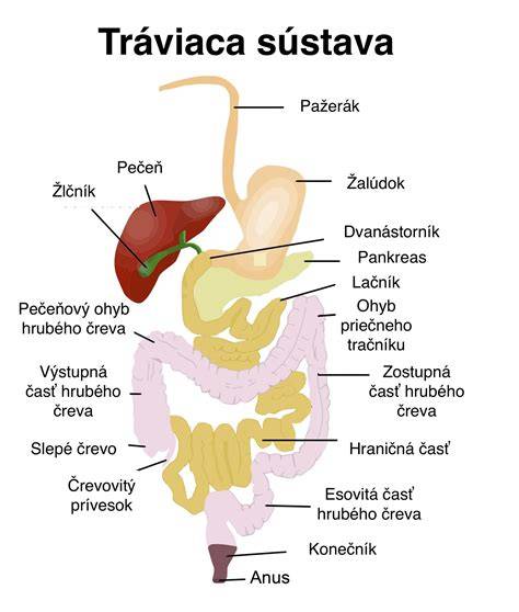 Infografika o benefitoch krmiva pre nemecké ovčiaky: tráviaca sústava, koža a kĺby