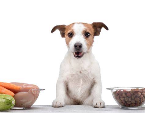 Rady pre prechod z puppy na adult a tabuľka dávkovania