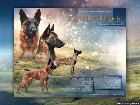 Infografika: Porovnanie výkonnostných charakteristík belgického ovčiaka Malinois a nemeckého ovčiaka v policajnej praxi