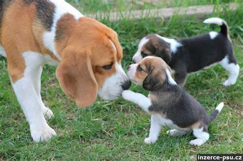 Štruktúra tela bígla