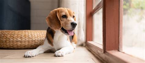 Mapa pôvodu plemena bígl