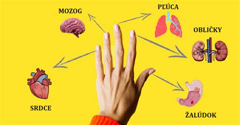 Ilustrácia bežných zdravotných problémov bíglov