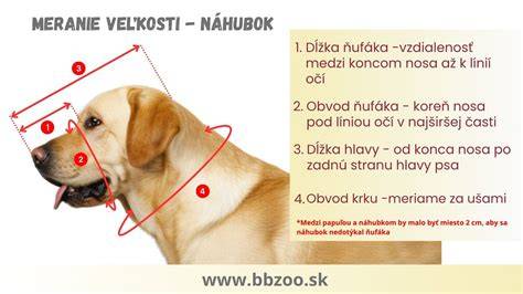 Schéma merania papule psa pre výber náhubku