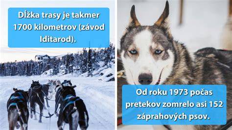Infografika: História psích záprahov a hlavné míľniky