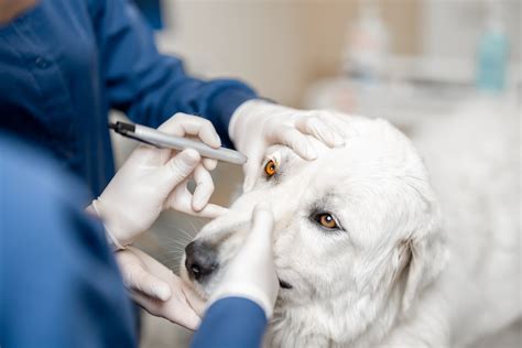 Veterinár vyšetruje oko psa štrbinovou lampou