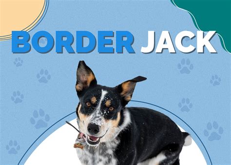 Šťastný pes Jack Russell x Border kólia