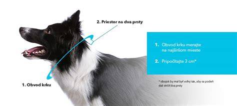Meranie obvodu krku psa - správna technika
