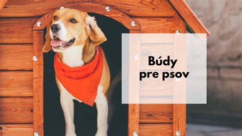 Infografika: Správny postup kúpeľa psa (krok za krokom)