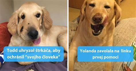 Infografika: prehľad slávnych psích hrdinov v animovaných filmoch