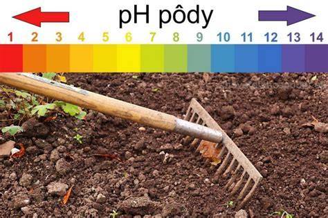 Infografika - správne pH pôdy a typ substrátu pre rododendrony