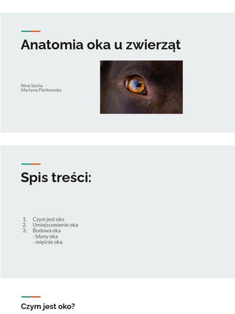 infografika: anatomia oka psa a spojivky