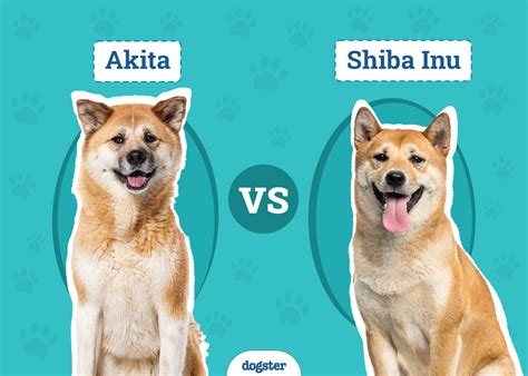 Porovnanie veľkosti Shiba Inu a Akita Inu