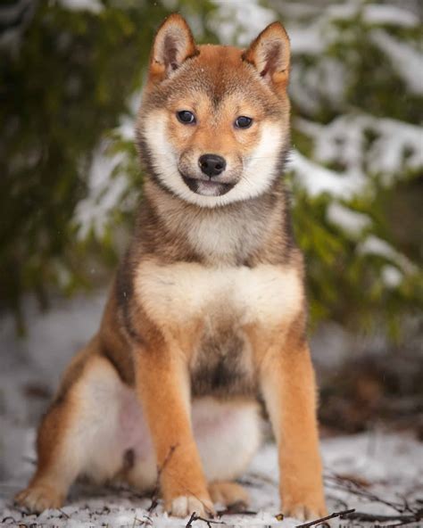 Šteniatko Shiba Inu v hniezde