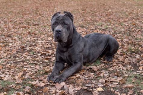 Majestátny pes plemena Cane Corso v exteriéri