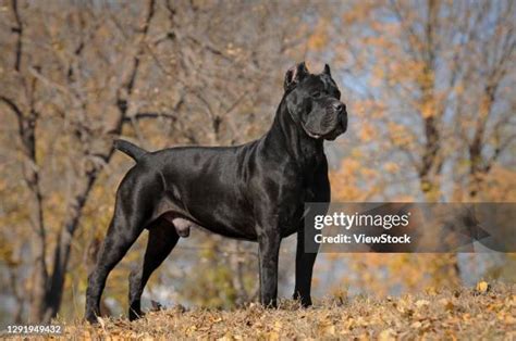 Ilustrácia rodiny s psom Cane Corso