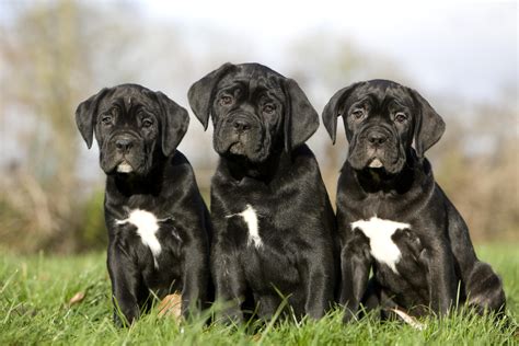 Šteňa Cane Corso objavuje svet