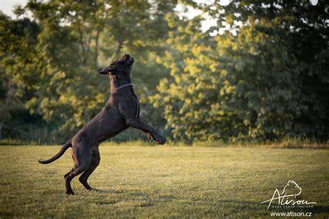 Infografika: typické potreby Cane Corso (výcvik, socializácia, pohyb, výživa)