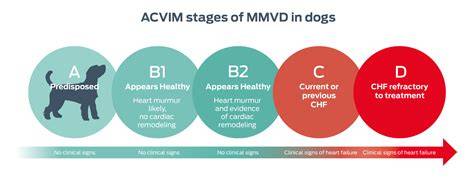 Infografika: Diagrama priebehu MMVD a DCM u psov