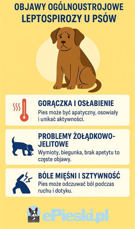 Infografika: lymfóm u psa - prísun diagnostických krokov a liečebných postupov