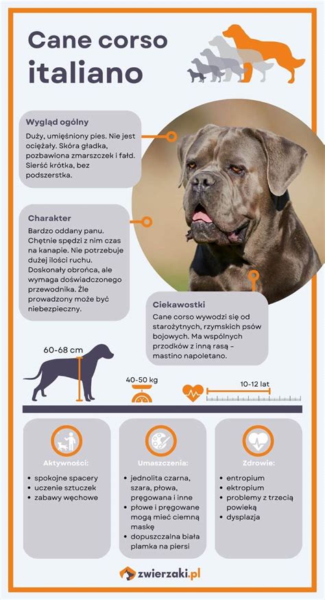 infografika porovnanie Cane Corso a nemeckej dogy (vzhľad, povaha, starostlivosť)