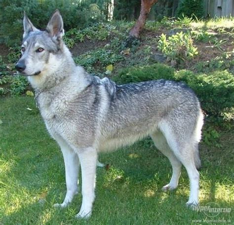 Pes plemena československý vlčiak